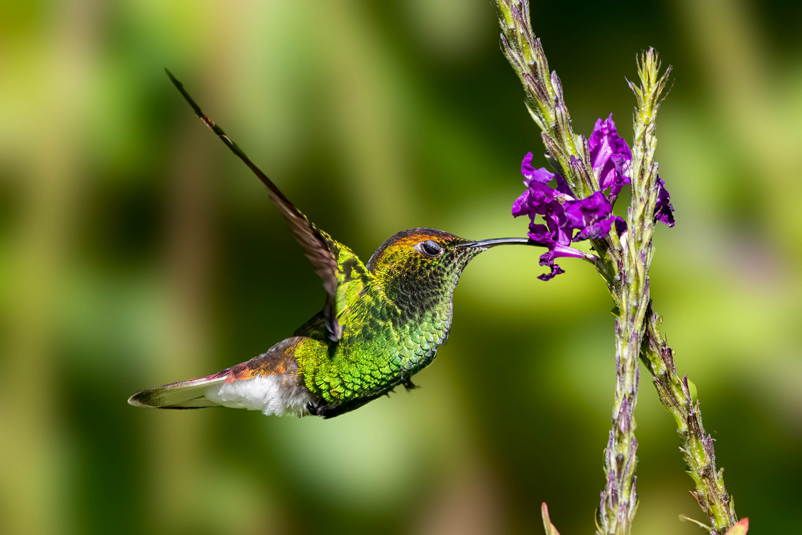 Bronzekappenkolibri / Coppery-headed emerald (male)