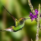 Bronzekappenkolibri / Coppery-headed emerald (male)