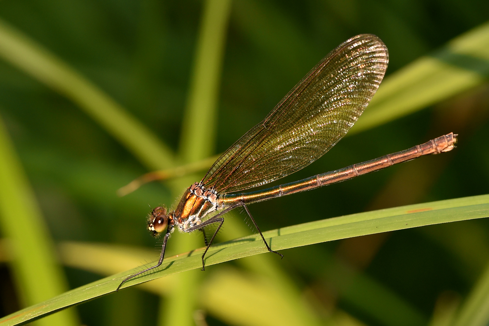 Bronzene Lady