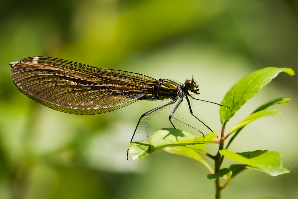 Bronzene Pracht