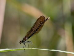 bronzene Prachtlibelle