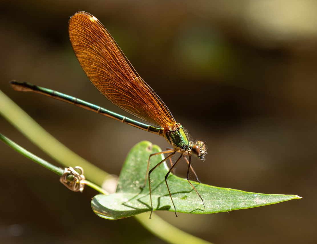 Bronzene Prachtlibelle (Calopteryx haemorrhoidalis)