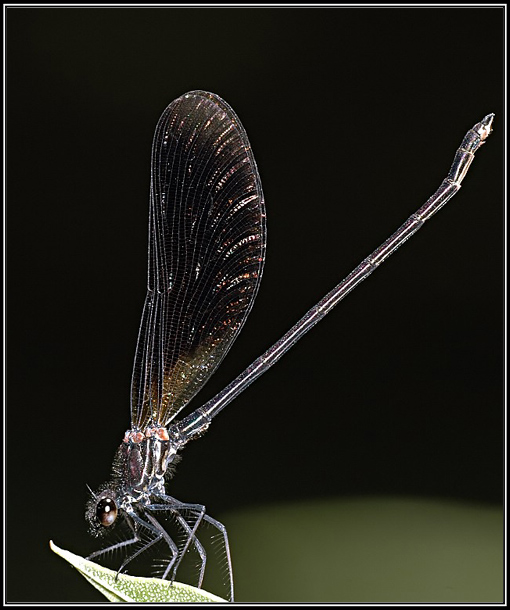 Bronzene Prachtlibelle _Calopteryx haemorrhoidalis