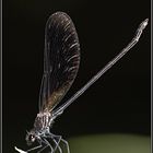 Bronzene Prachtlibelle _Calopteryx haemorrhoidalis