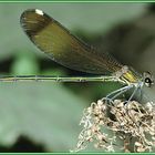 Bronzene Prachtlibelle_Calopteryx haemorrhoidalis