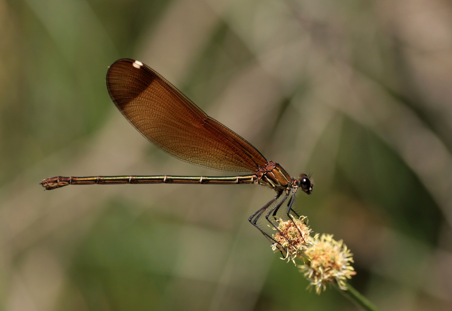 bronzene Schönheit