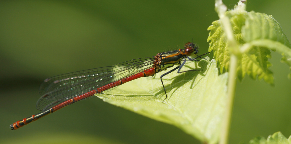 bronzette de domec didier 