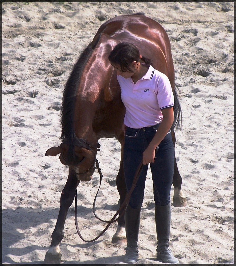 Bronzo equino