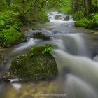 Brook in mountain forest