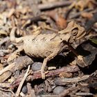 Brookesia Brygooi - Stummelschwanz Chamäleon 