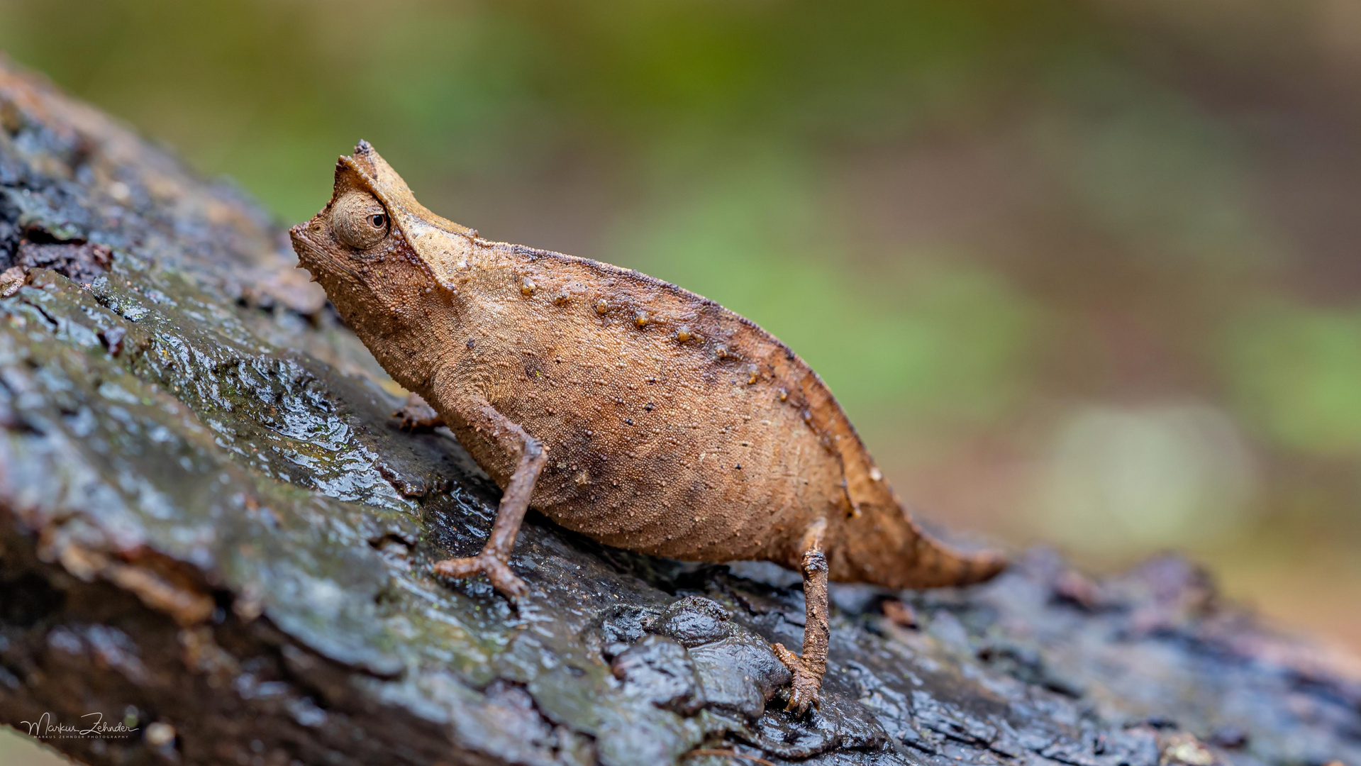 Brookesia Erd-Chamäleon