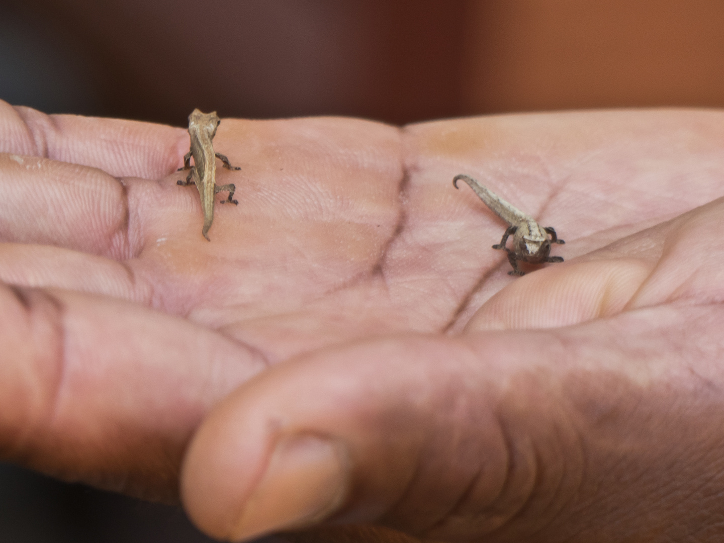 Brookesia micra