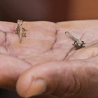 Brookesia micra