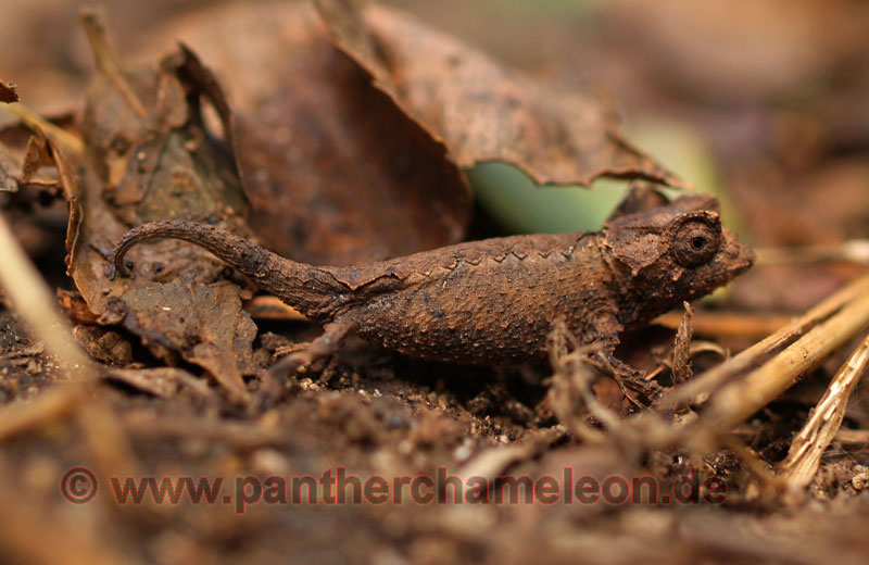 Brookesia spec.