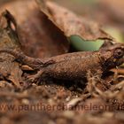 Brookesia spec.