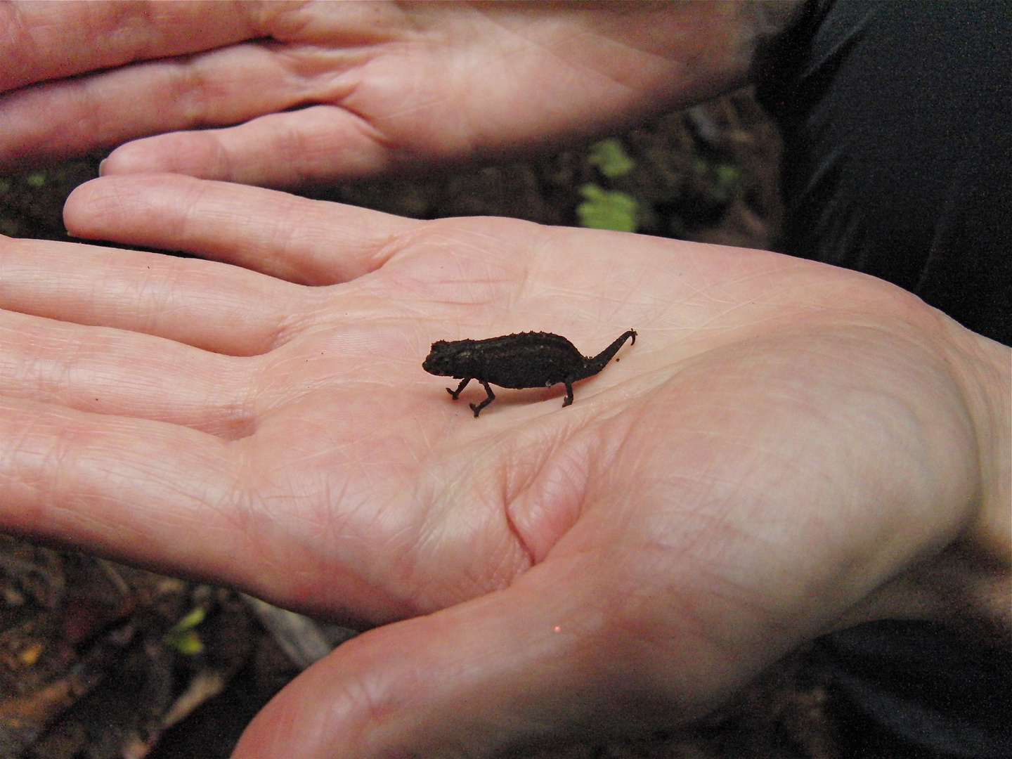 Brookesia spec.