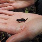 Brookesia spec.