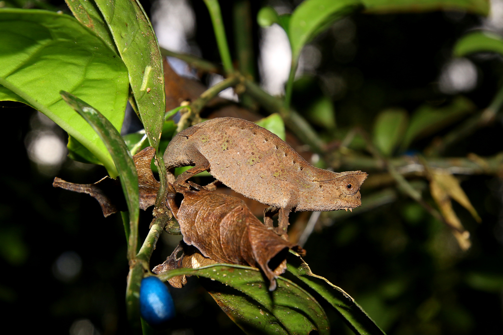 Brookesia superciliares