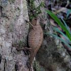 Brookesia superciliaris