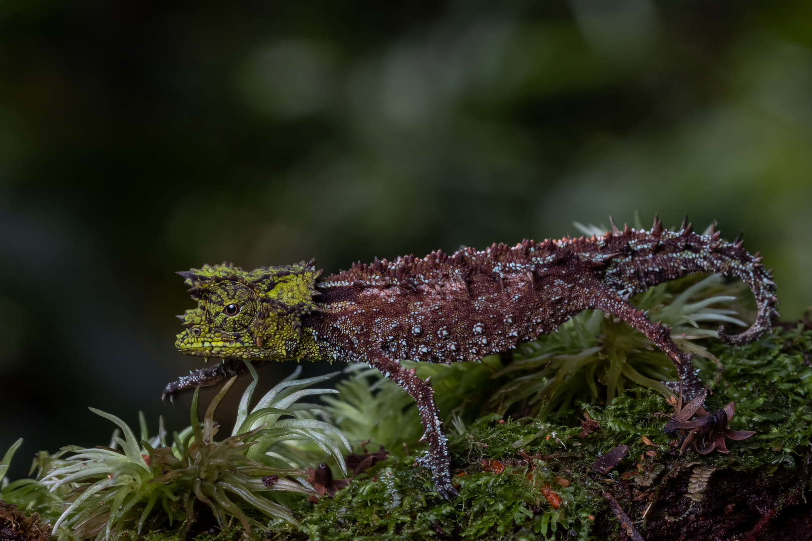 Brookesia vadoni