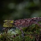 Brookesia vadoni