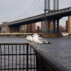 Brooklyn Bridge II