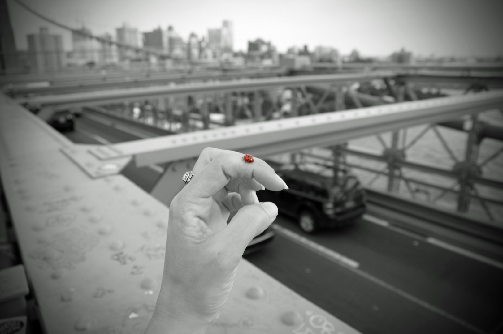 Brooklyn Bridge Ladybug