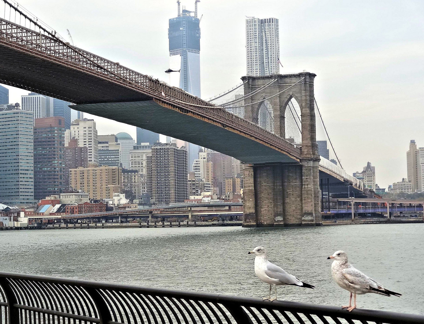 brooklyn bridge mit zwei möven