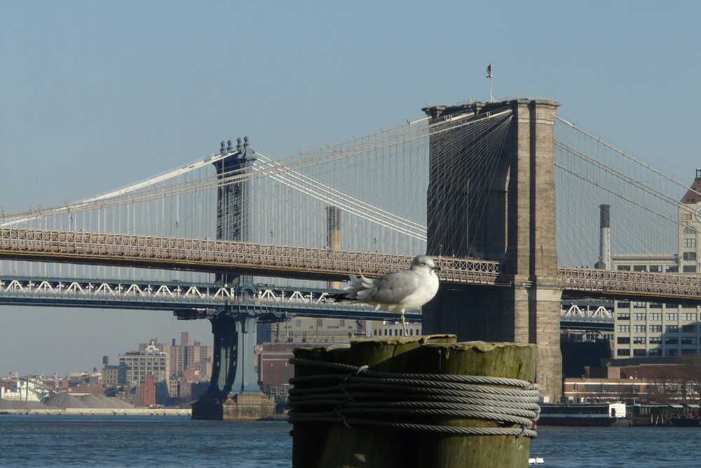 Brooklyn Bridge vom Pier 17 aufgenommen