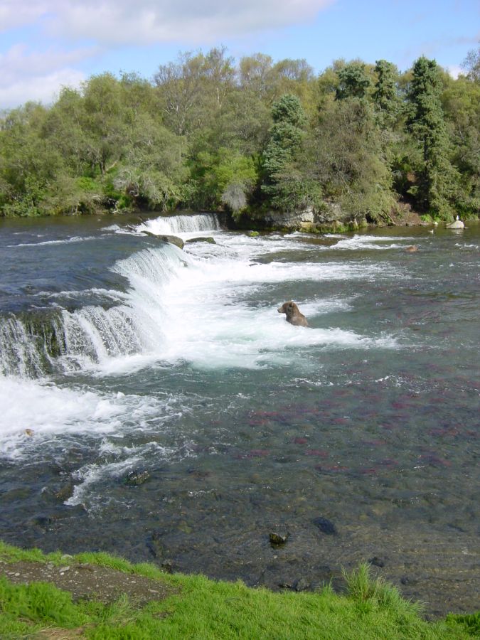 Brooks Falls