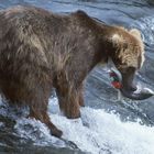 Brooks Falls, Katmai NP, Alaska