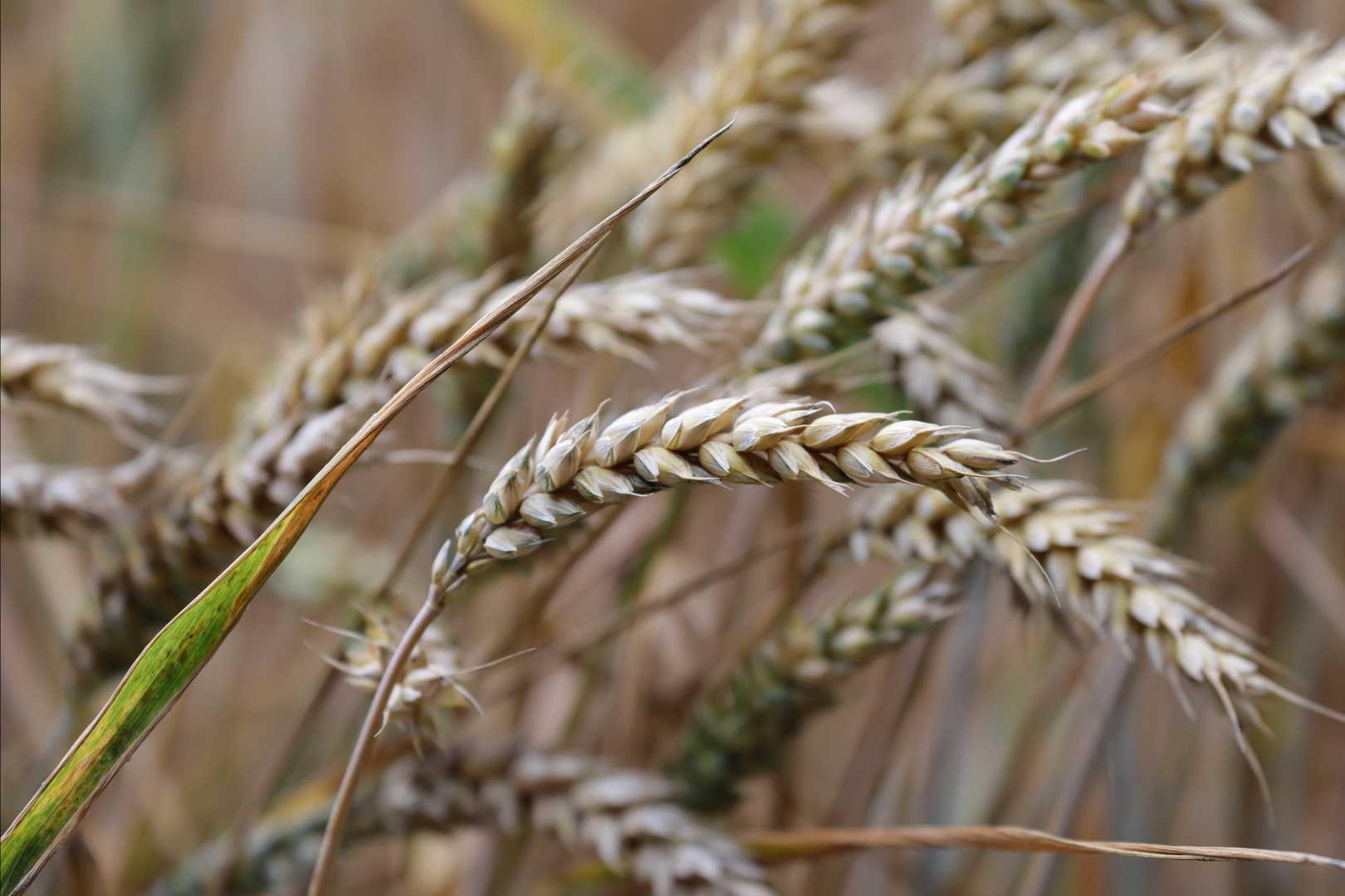 Brot der Erde