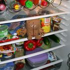 Brot Gehort Nicht In Den Kuhlschrank Foto Bild Quatsch Fun Und Ratselecke Spezial Bilder Auf Fotocommunity