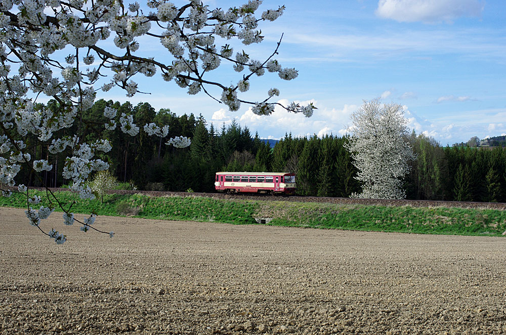 Brotbüchse und Baumblüte