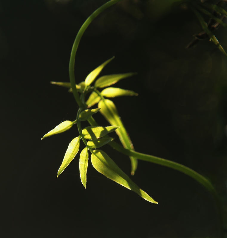 brote de primavera