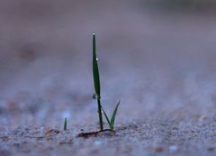 brote del césped del jardín