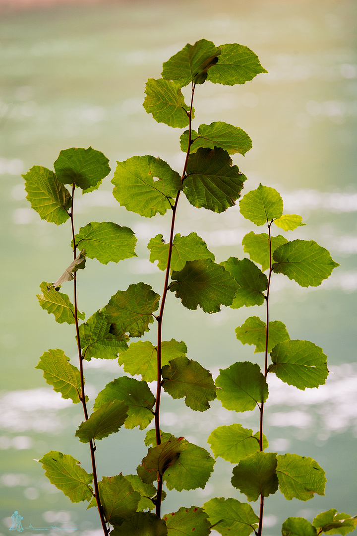 Brotes a orillas del Aare