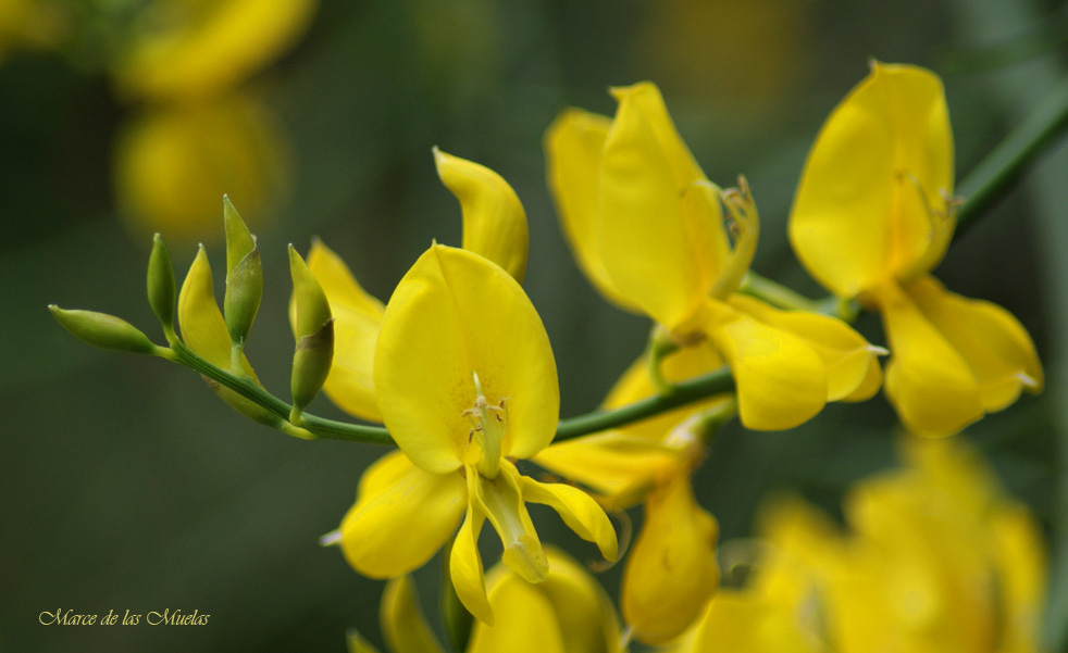 ...brotes de amarillo...