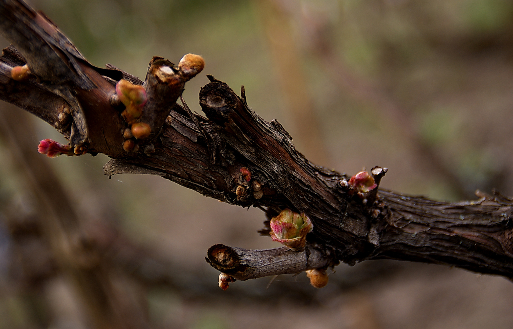 Brotes de color