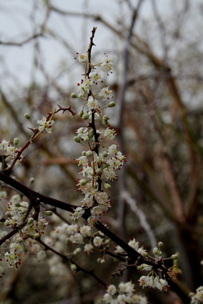 Brotes de la naturaleza