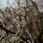 Brotes de la naturaleza