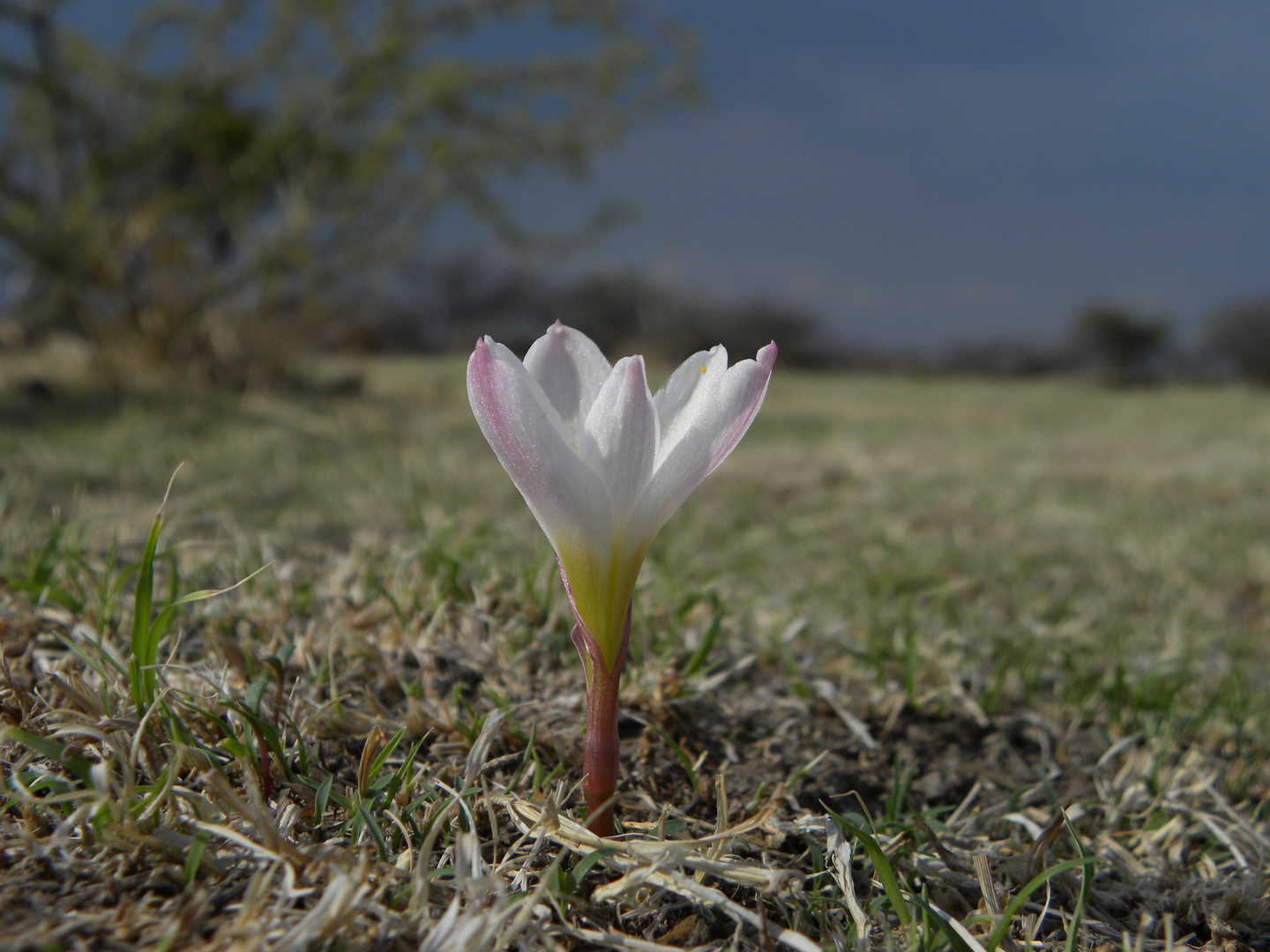 Brotes de primavera