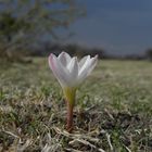 Brotes de primavera