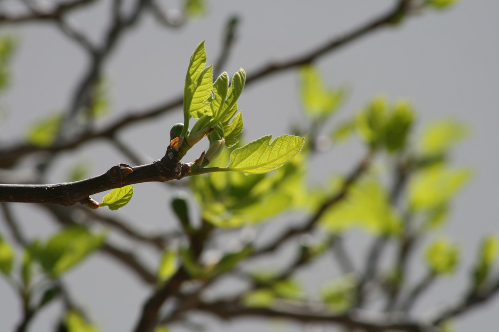 Brotes de primavera