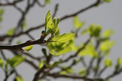 Brotes de primavera