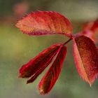 Brotes primaverales