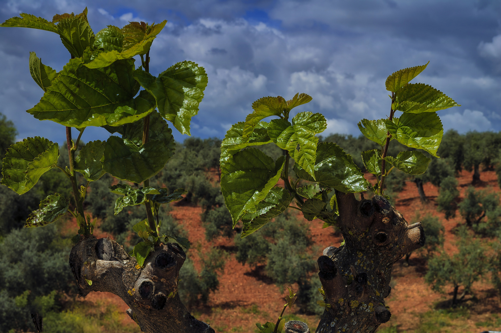 BROTES VERDES