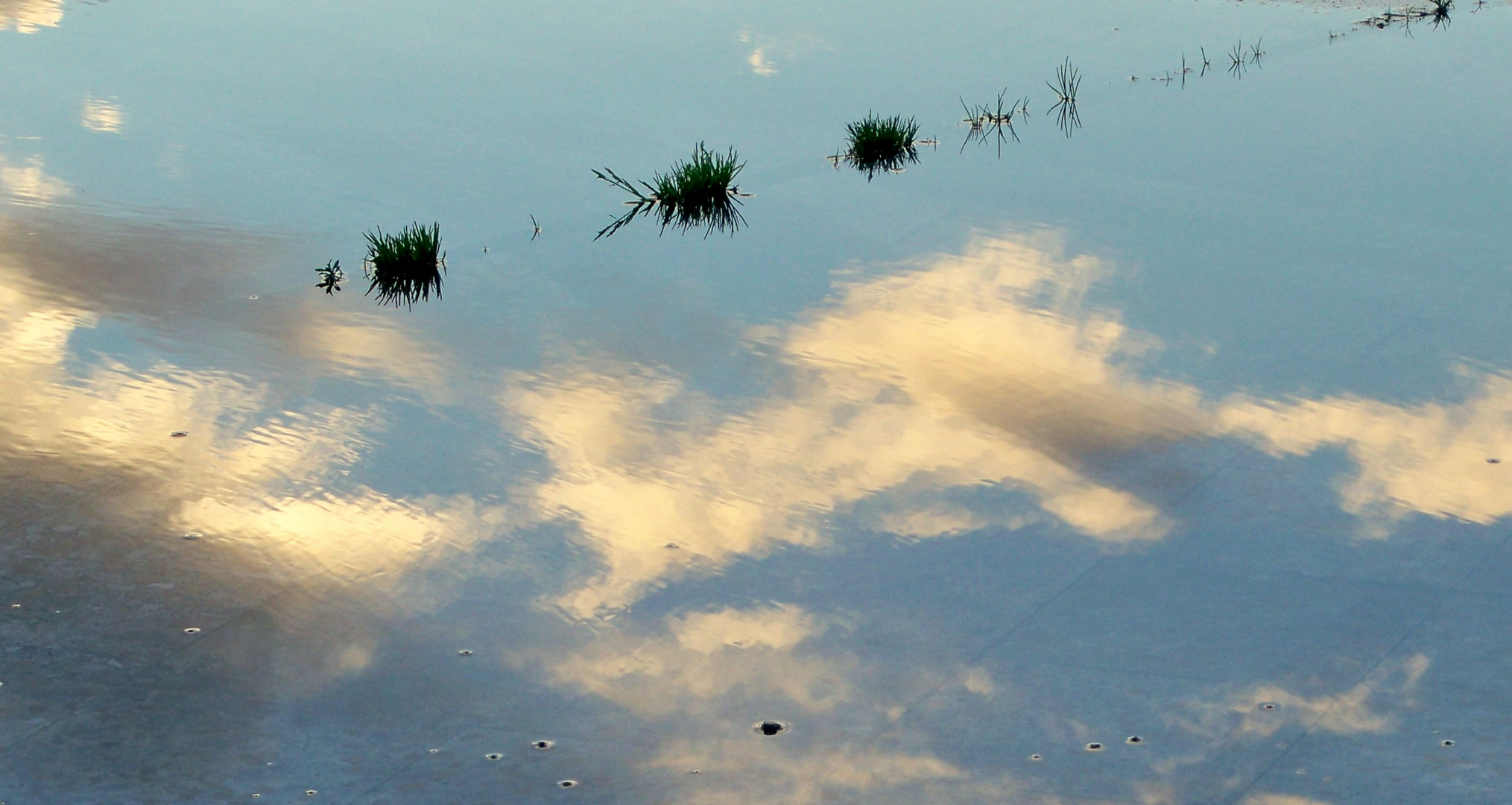 brotes verdes en el cielo