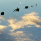 brotes verdes en el cielo