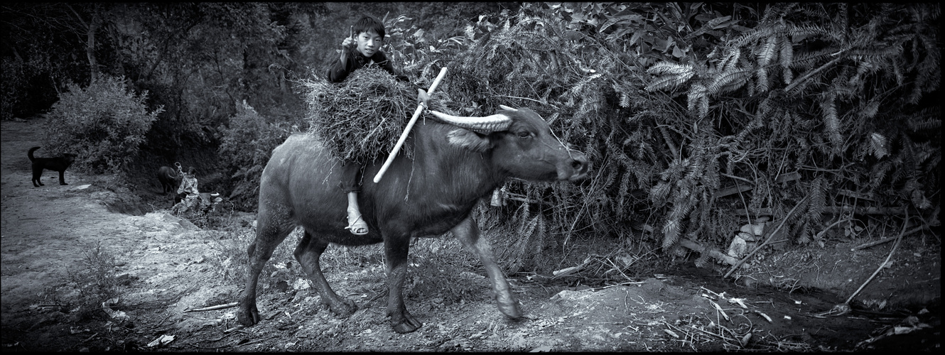 Brother and sister, three waterbuffaloes and a dog who didn´t like me.